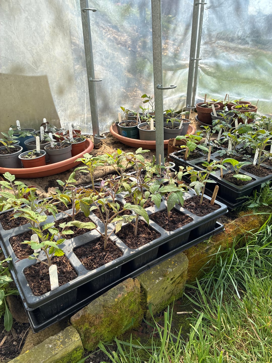 Customer photo review of QuickPot Anzuchtplatten