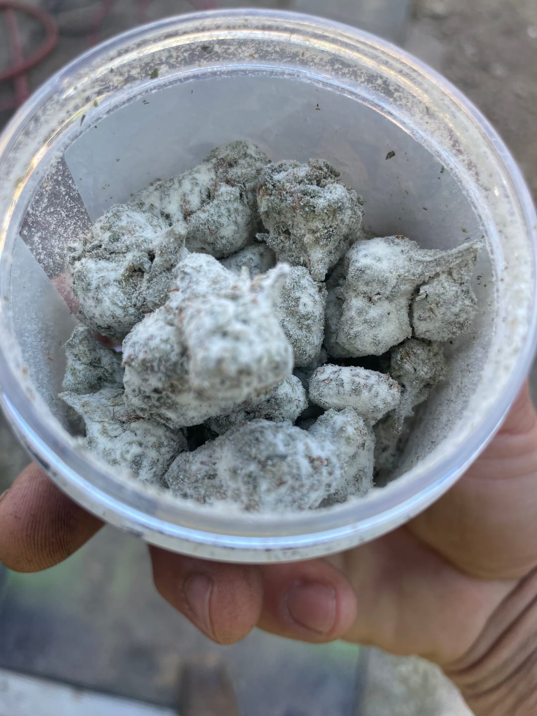 Customer photo review of Snow Capz 28 Grams