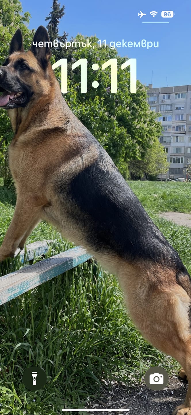 Customer photo review of K9 Natural FD - Nourriture lyophilisées pour chien 500g