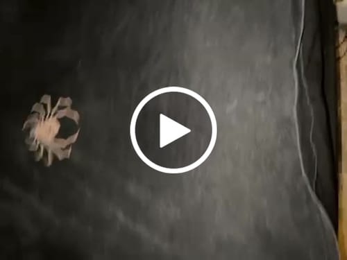 Customer video review of Hunter x Hunter Spider's Web Oversized Vintage T-Shirt