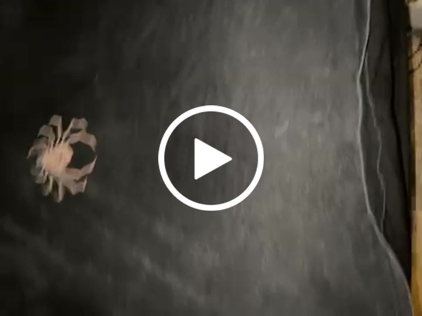 Customer video review of Hunter x Hunter Spider's Web Oversized Vintage T-Shirt