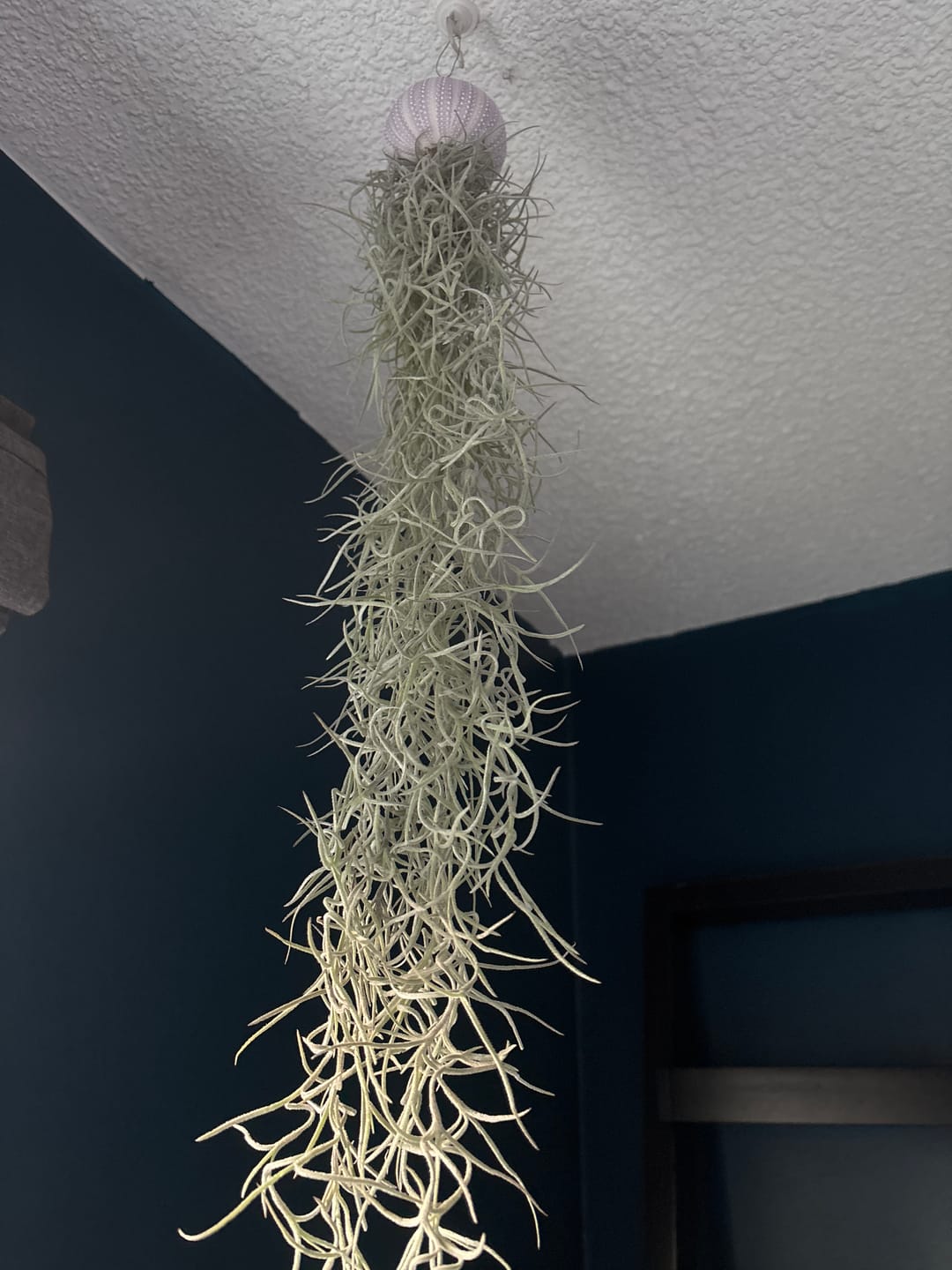 Customer photo review of Usneoides (Spanish Moss) White  On Hanging Wire!