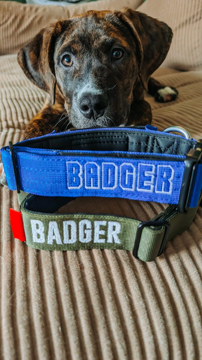 Customer photo review of 1.5" Tacti Slim Dog Collar - Cobalt