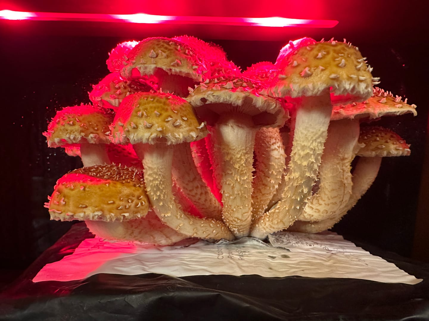 Customer photo review of Chestnut Mushroom