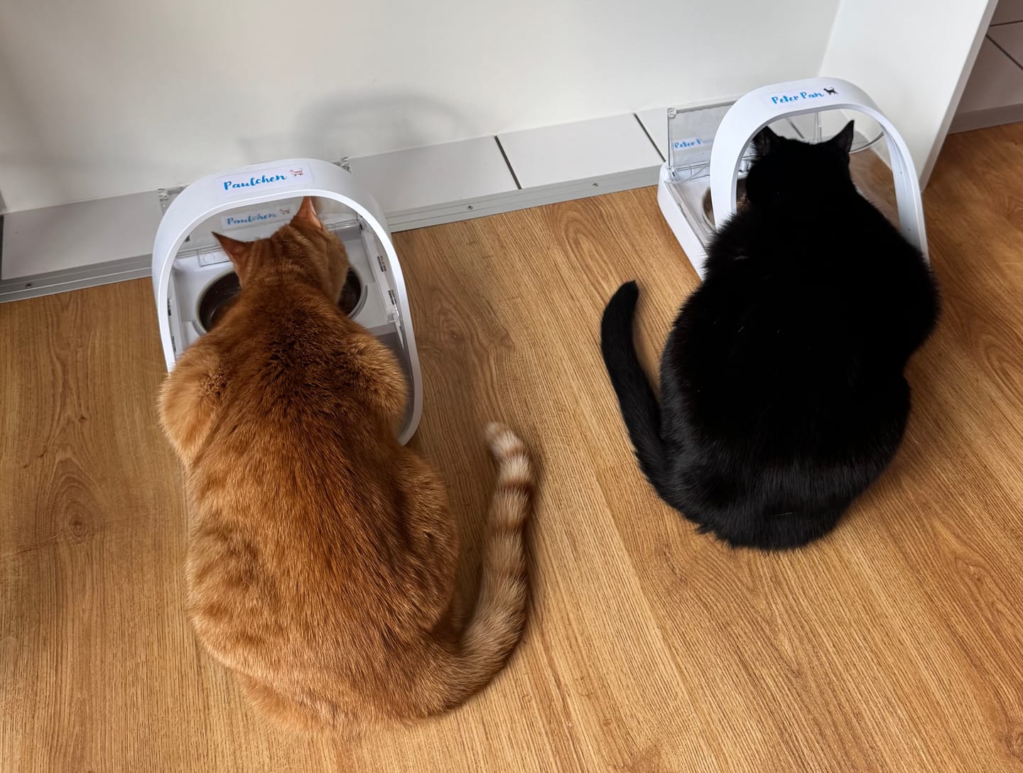 Customer photo review of Wohlfühlmix für Hunde & Katzen bei Stress, Angst, Unruhe & Hyperaktivität