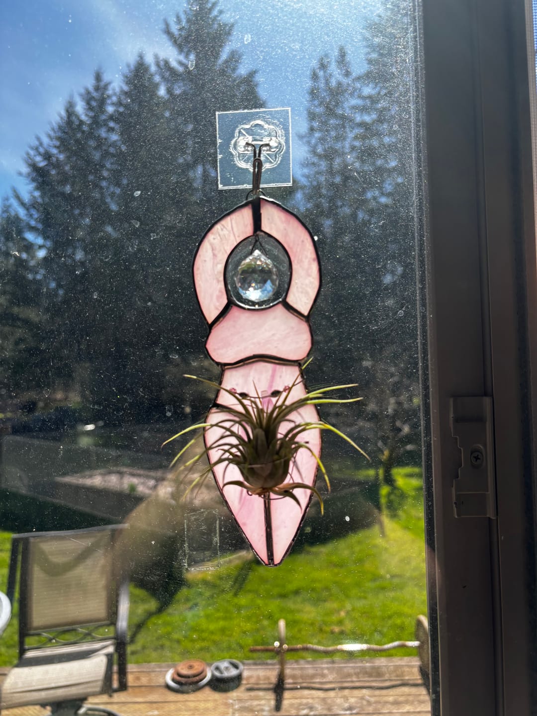Customer photo review of Wholesale Ionantha Guatemala Medium  (Minimum Order 10)