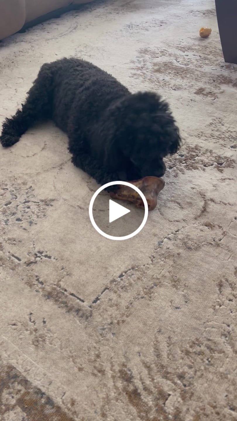 Customer video review of Ostrich Knuckle (Medium – 4" x 3"): The Perfect Chew for Small to Medium Dogs & Sensitive Stomachs