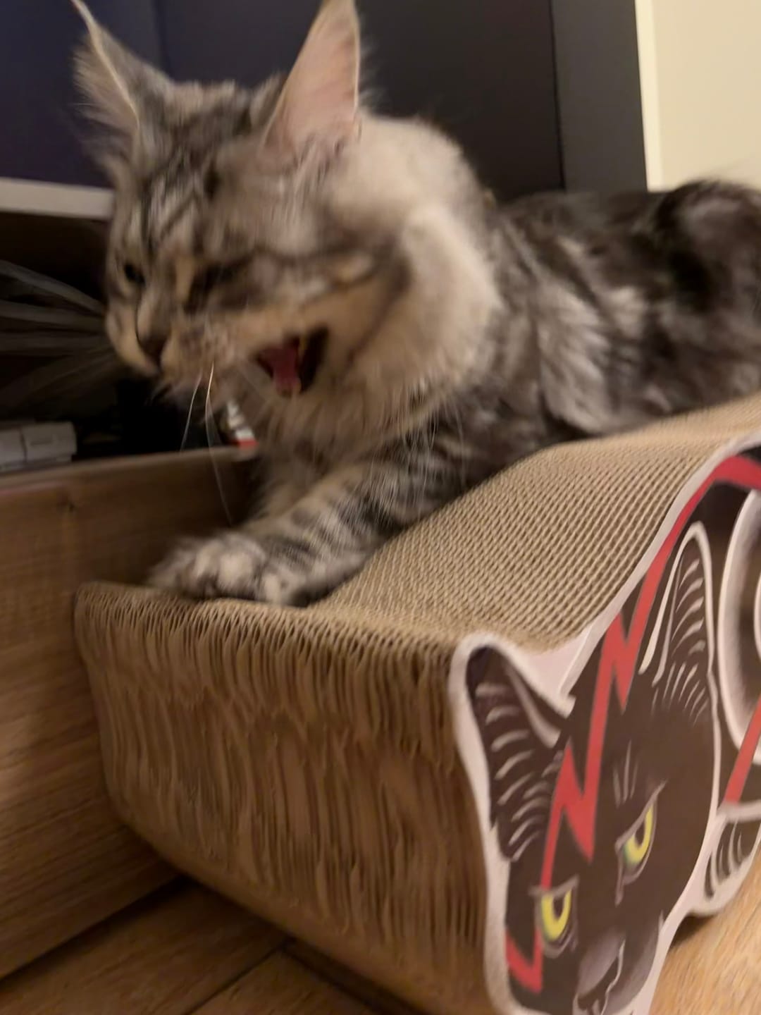 Customer photo review of Electric Cat Scratcher