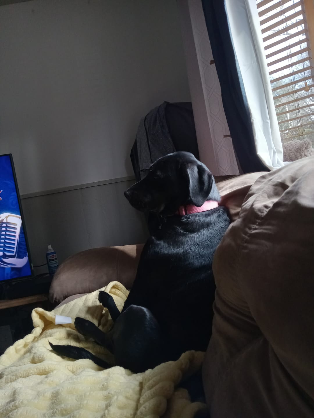 Customer photo review of 6 Inch Standard 31 Pack - Bully Sticks