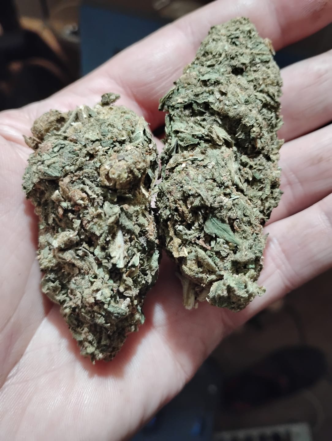 Customer photo review of Butterscotch OG - Bulk - Indica