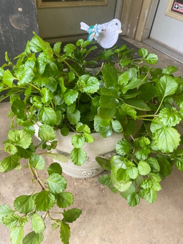 Reviewer's healthy green plant overflowing a decorative pot on a porch.