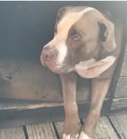 Customer photo review of Natural Canine Care | DoggyMin - Skin & Immune Support for Dogs