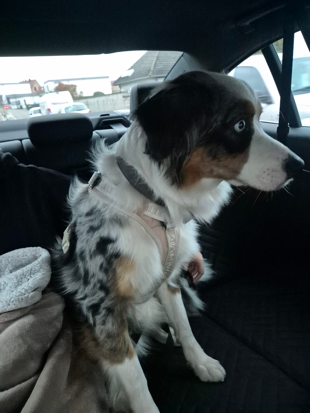 Customer photo review of Ceinture de sécurité pour chien - voyagez sans risques