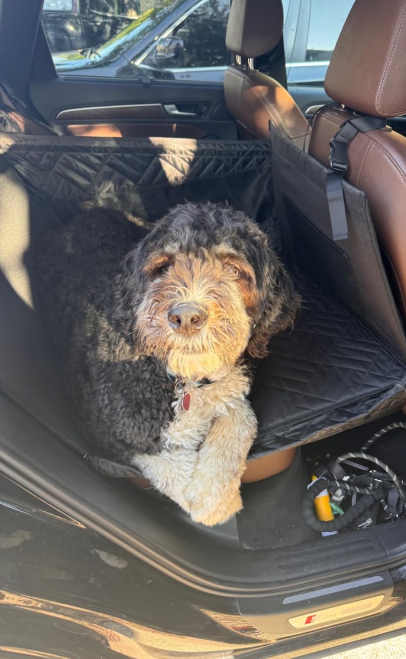 Customer photo review of Marlo&Co™ Single Travel Seat