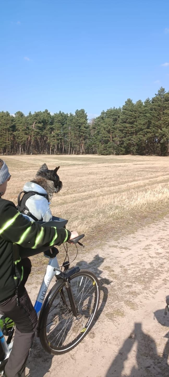 Customer photo review of Kvisp Dog Bike Carrier (Refurbished)