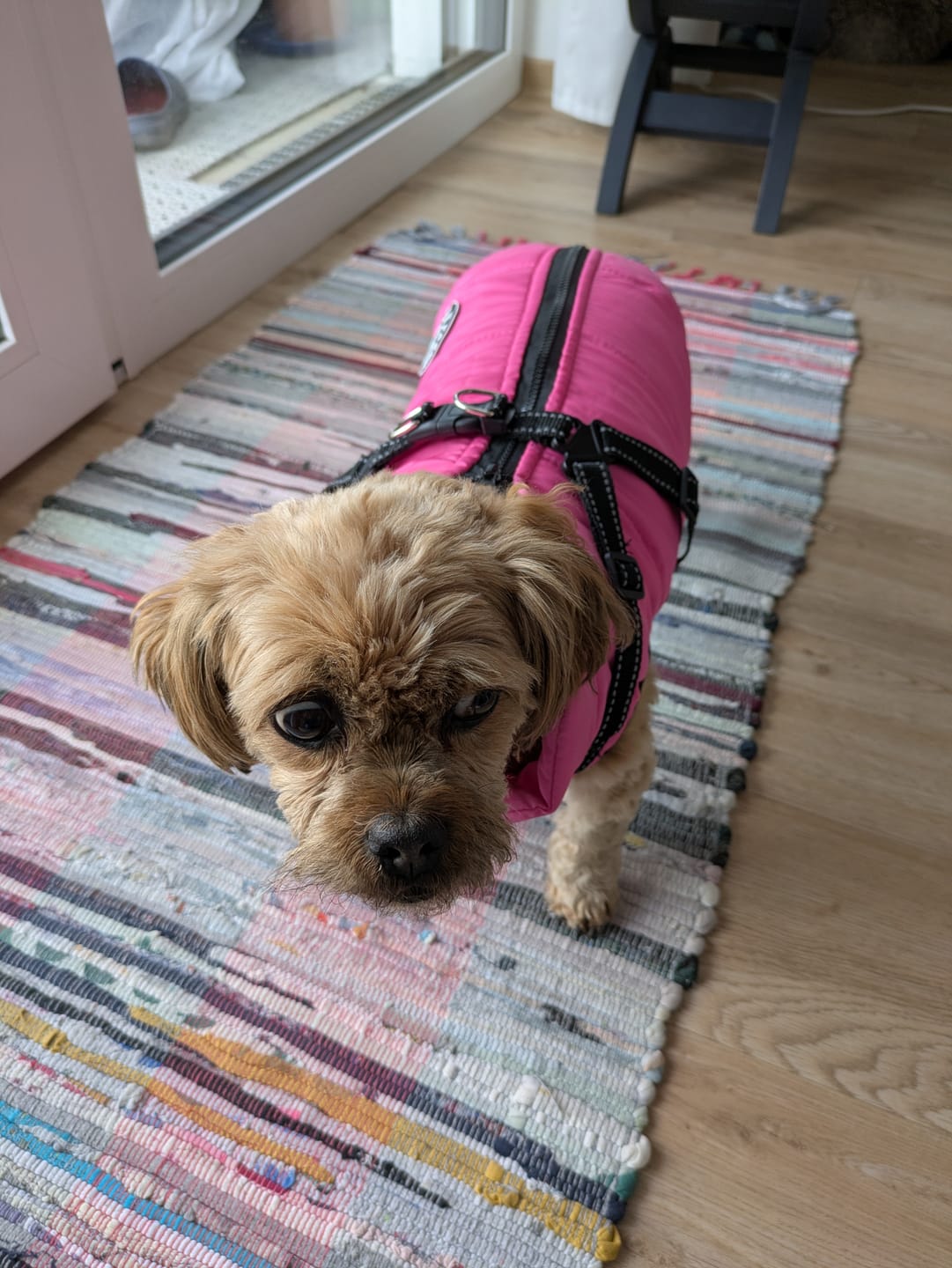Customer photo review of Emmalove - Wasserdichter Hundemantel Extreme