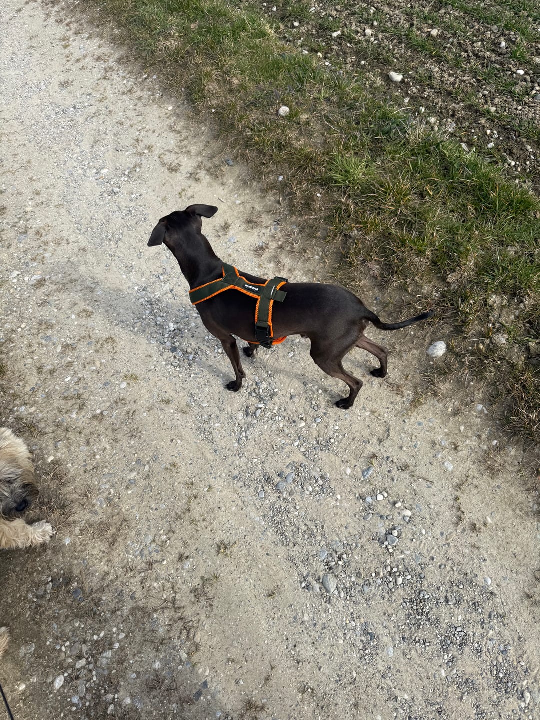Customer photo review of Windhundgeschirr FUN "Hunter O'Green"