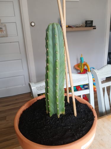 Customer photo review of San Pedro Cactus | Trichocereus (Echinopsis) Pachanoi