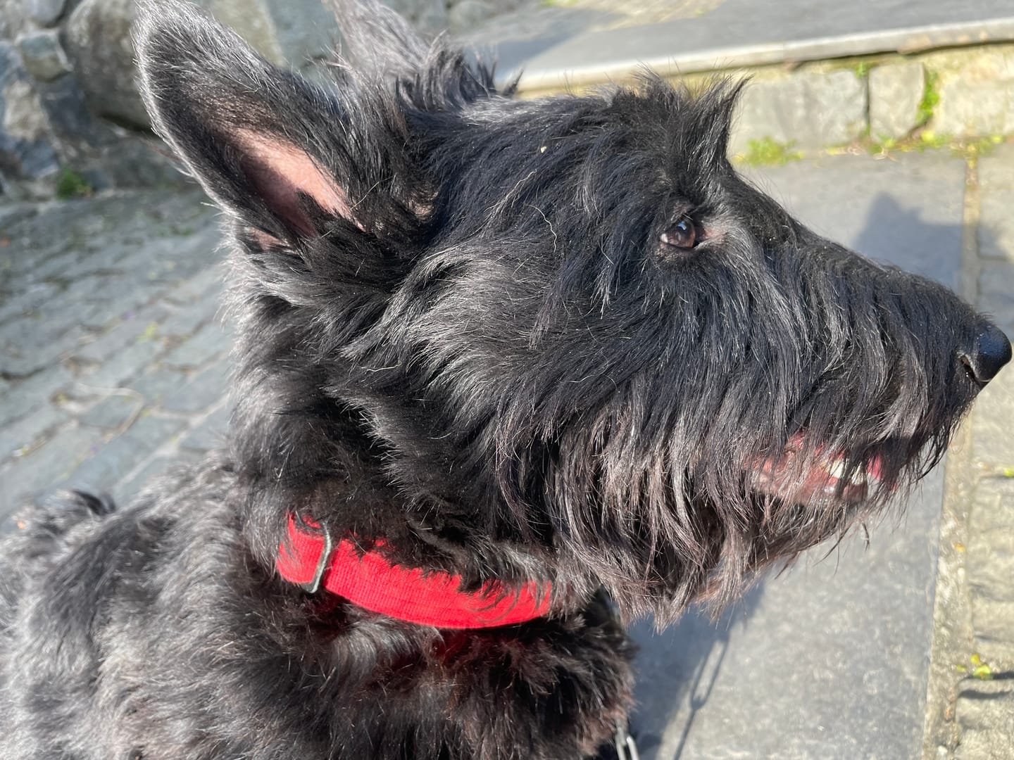 Customer photo review of 2.5cm Combat® Collar | With Handle & Rated Clip - Khaki