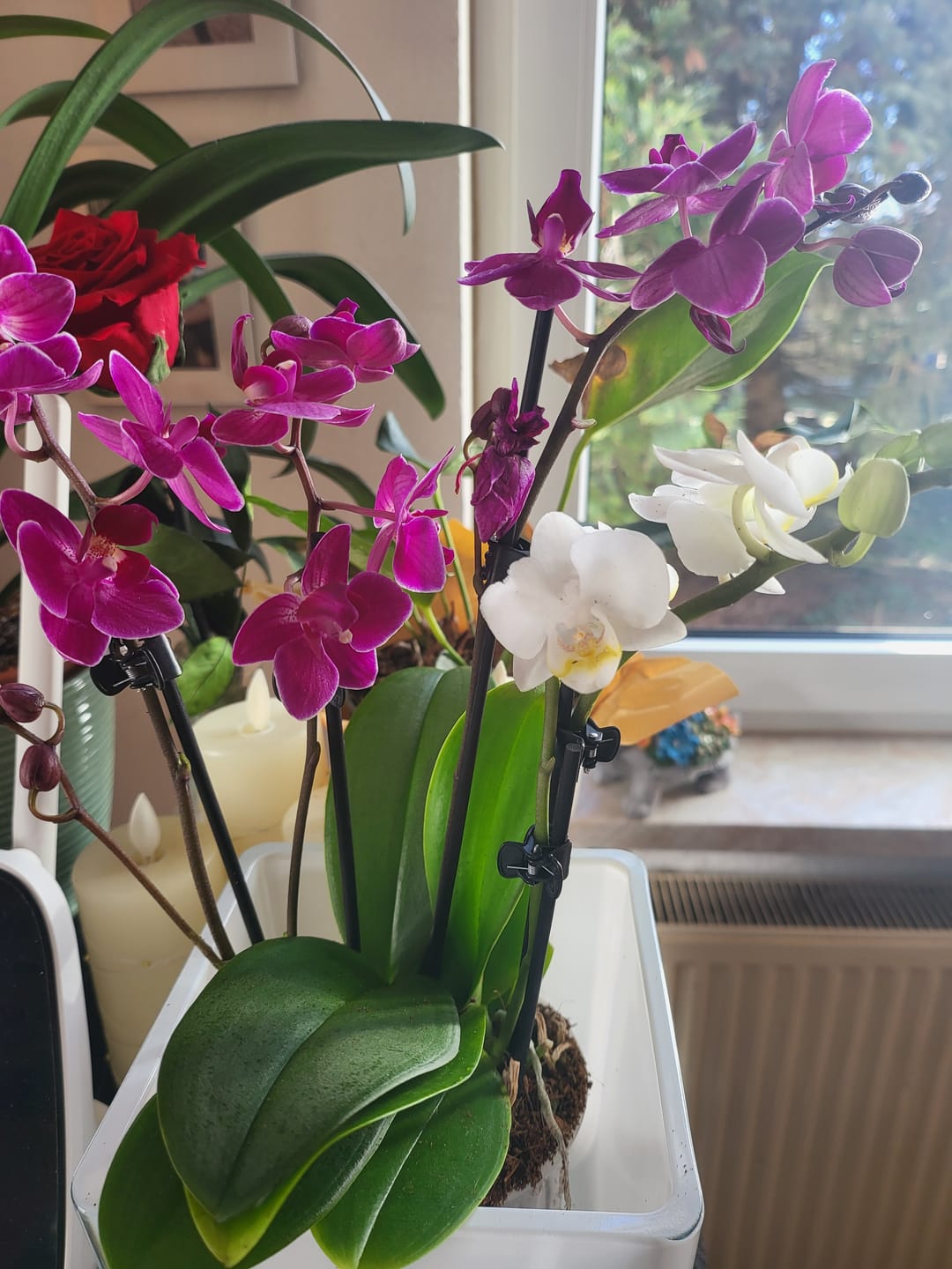 Customer photo review of Cocktail Orchidee mit violett-weißen Blüten und 5+ Rispen