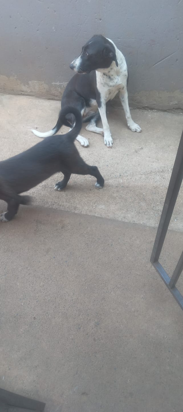 Customer photo review of Doggymin (Skin & Immunity Support For Dogs)