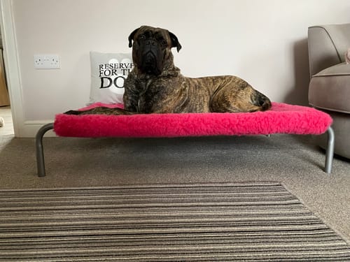 Customer photo review of HiK9 Bed with Grey Mesh Cover