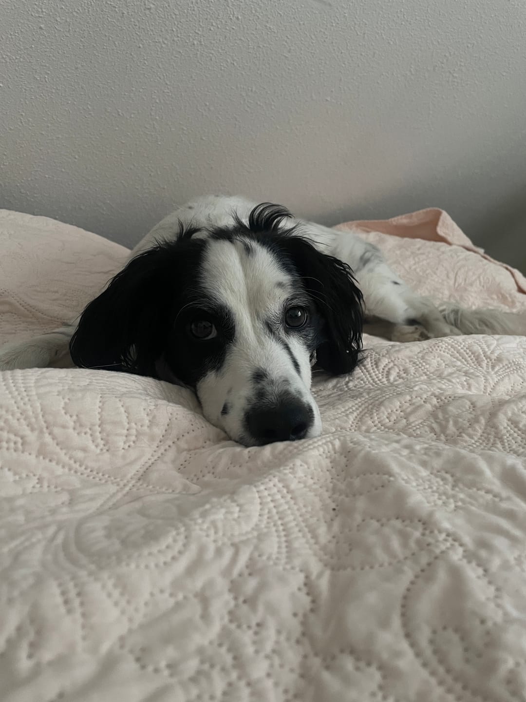 Customer photo review of PetFamily Foods Grain Free