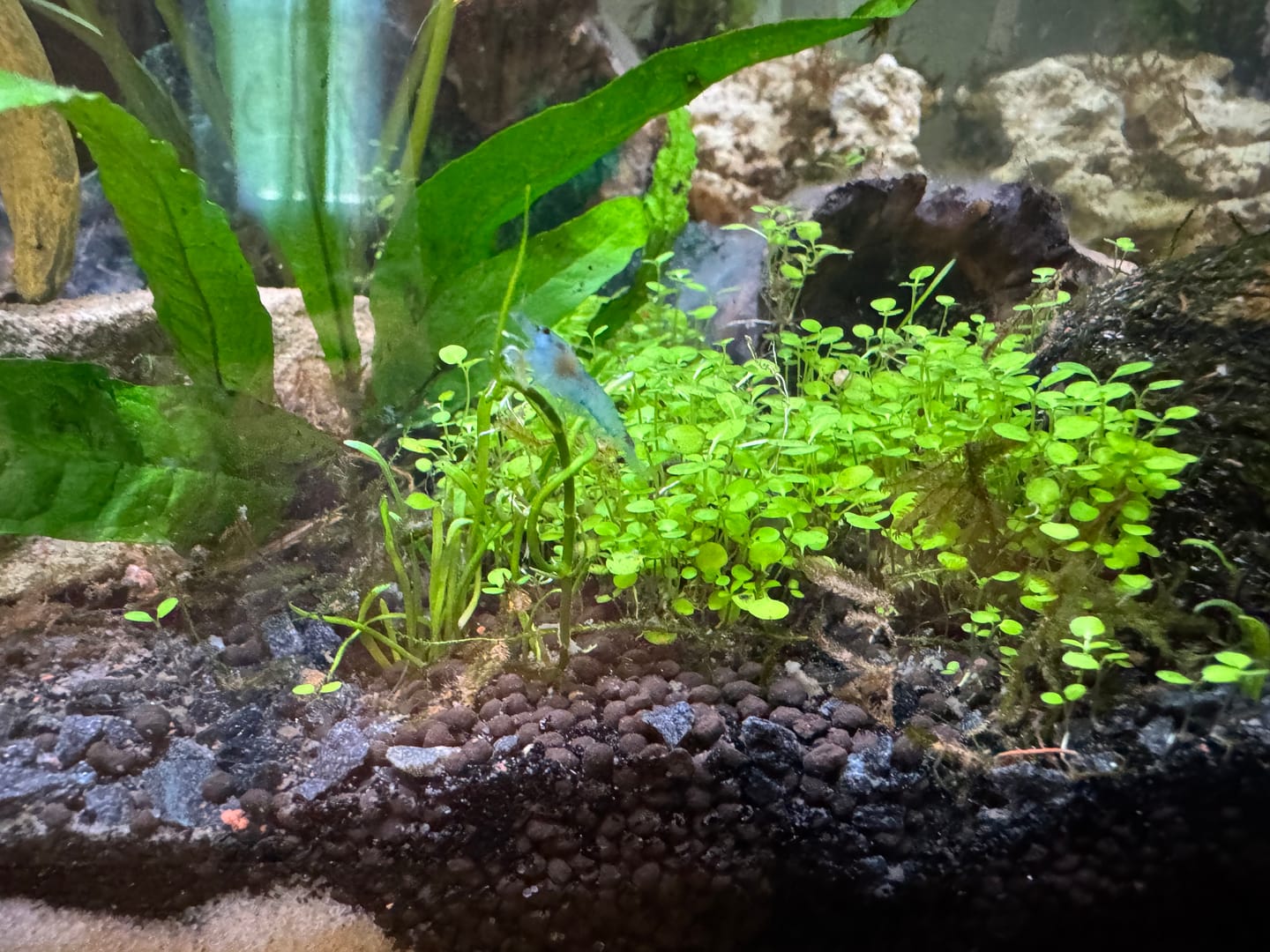 Customer photo review of Blue Velvet Shrimp