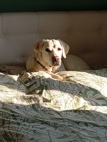 Le chien d'un client se reposant paisiblement sur un lit après avoir pris son Complément articulations.