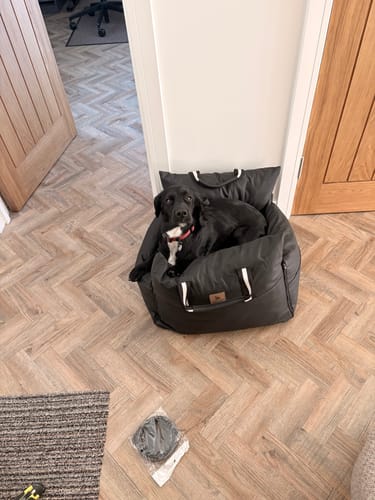 Customer photo review of The Dog Dock V2 New & Improved with ISO Fix