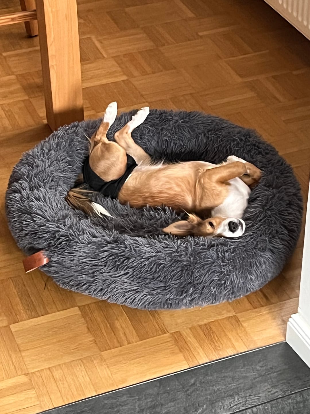 Customer photo review of Hundebett Fluffy Plus - Das Original