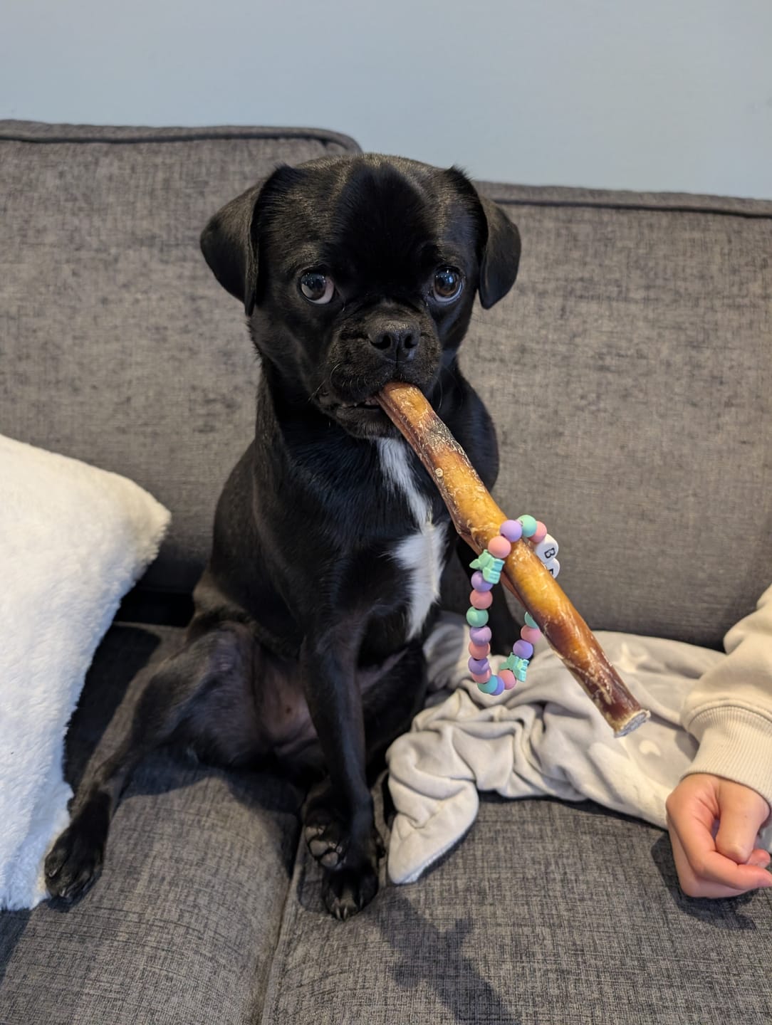 Customer photo review of 12 Inch Thick Bully Stick