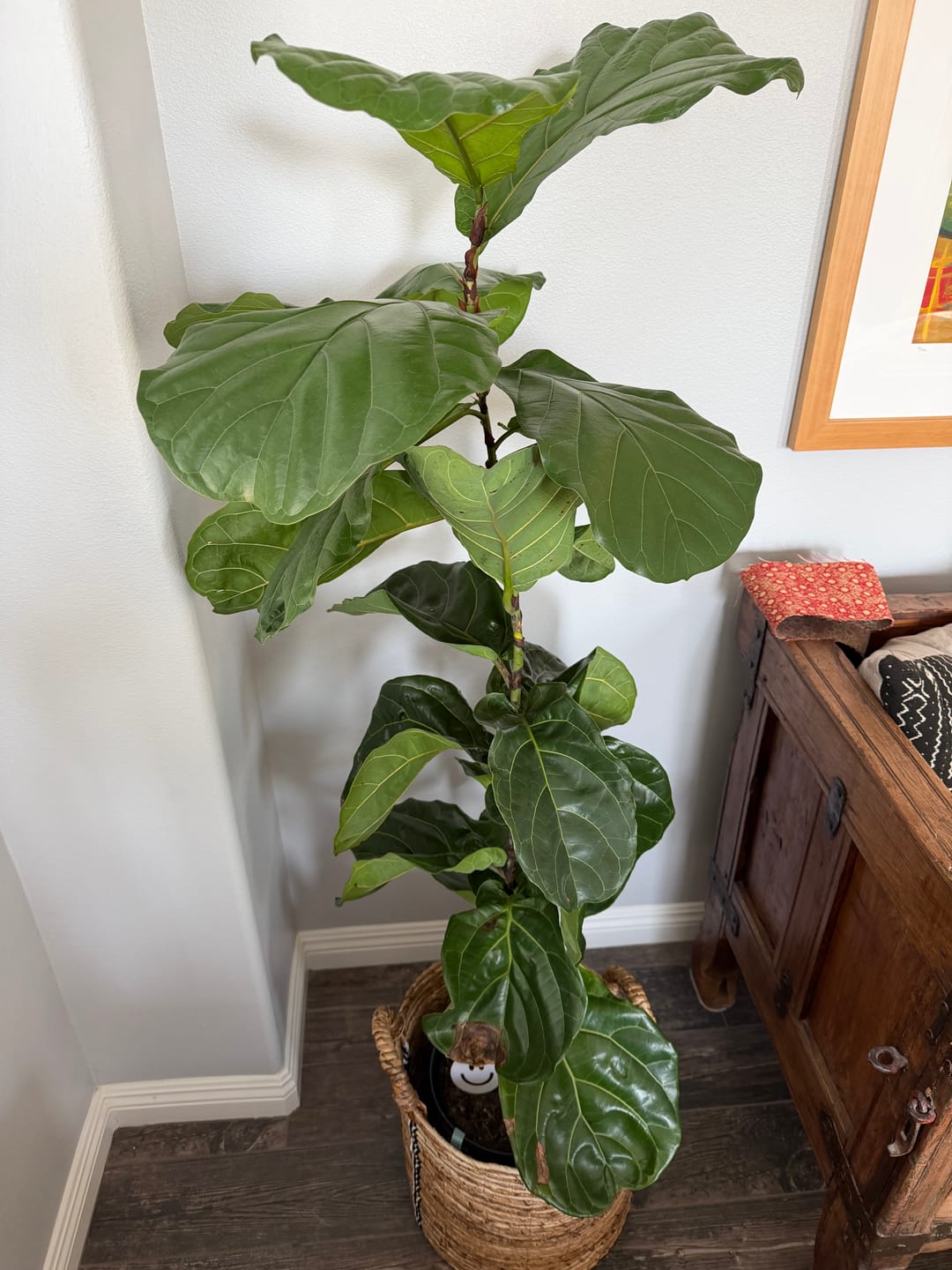 Customer photo review of Leaf Cleanse