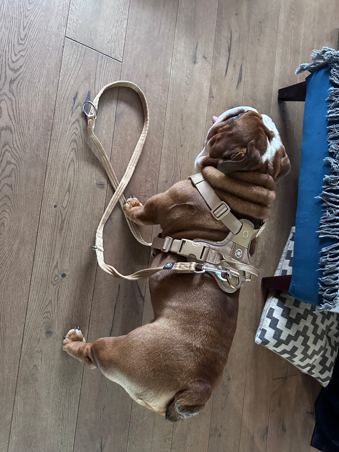 Customer photo review of Anti Pull Hurricane Harness Lighter | With Handle - Tan X Tan