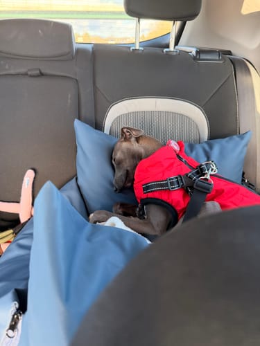 Customer photo review of The Dog Dock V2 New & Improved with ISO Fix