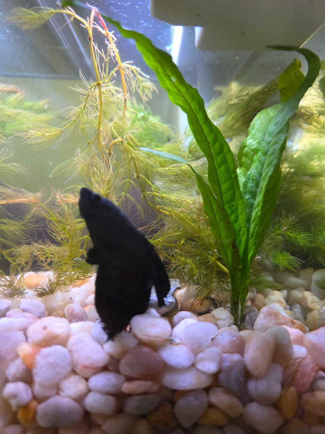 Customer photo review of Super Black Halfmoon Male Betta Fish