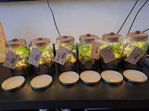 Rezensent zeigt sechs fertige Flaschengärten aus dem Set, die mit leuchtenden LED-Lichtern auf einem Regal stehen.