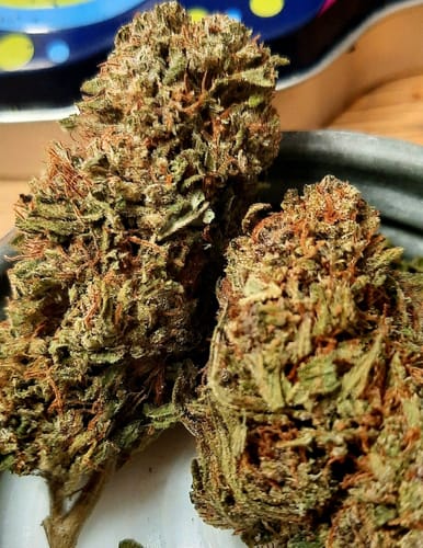 Customer photo review of Permanent Gas THCA Flower