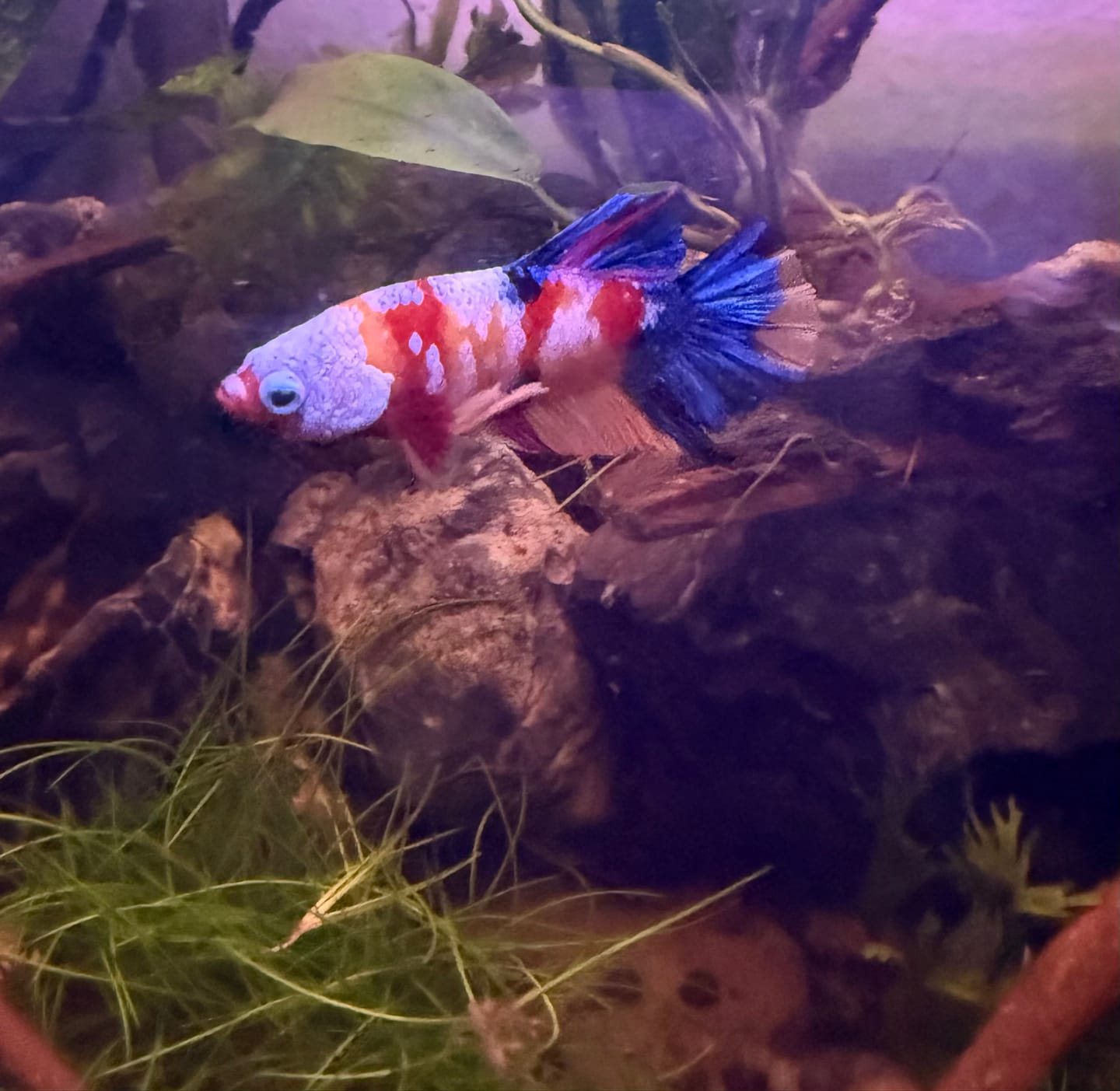 Customer photo review of Multicolor Plakat Male Betta Fish |Show Grade|  You Pick Fish