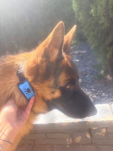 Client montrant le collier anti-aboiement PuppySafe bleu sur son Berger Allemand.