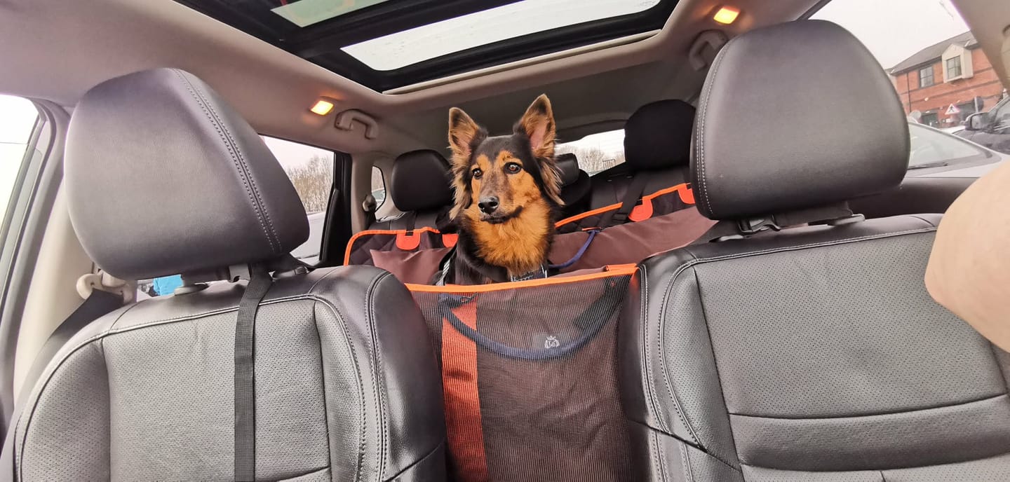 Customer photo review of Travel Dog Pod XL - Now With Isofix