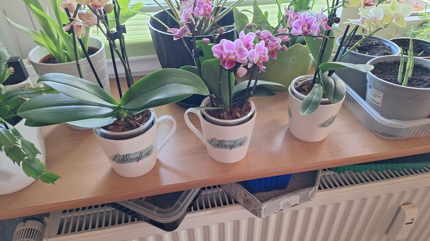 Customer photo review of Table Dance Farbmix im 3er Set mit 3 Rispen