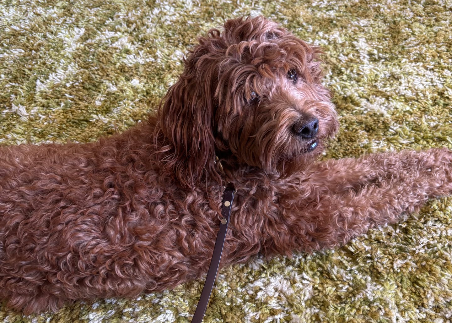 Customer photo review of 6 Inch Thick Bully Stick