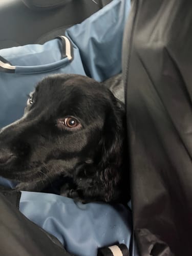 Customer photo review of The Dog Dock