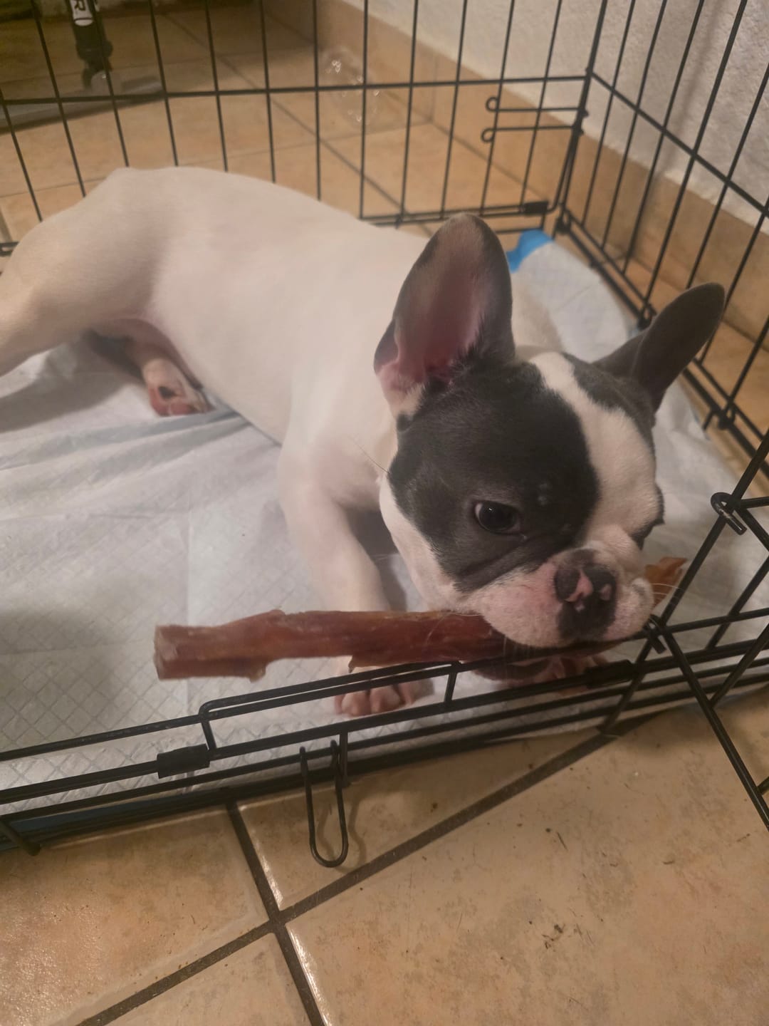 Customer photo review of 4-6 Inch Beef Tendon Dog Chews