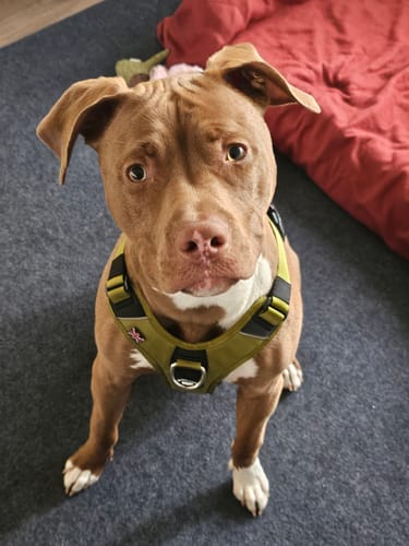 Customer photo review of Anti Pull Hurricane Harness Lighter | With Handle - Olive Green
