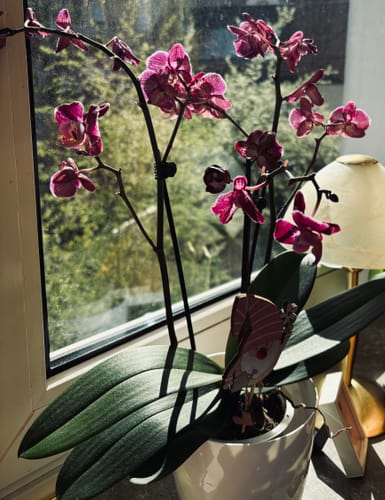 Kundenbild zeigt die blühende Two of Us Coco Purple Rain Orchidee mit violetten Blüten in einem Topf am Fenster.