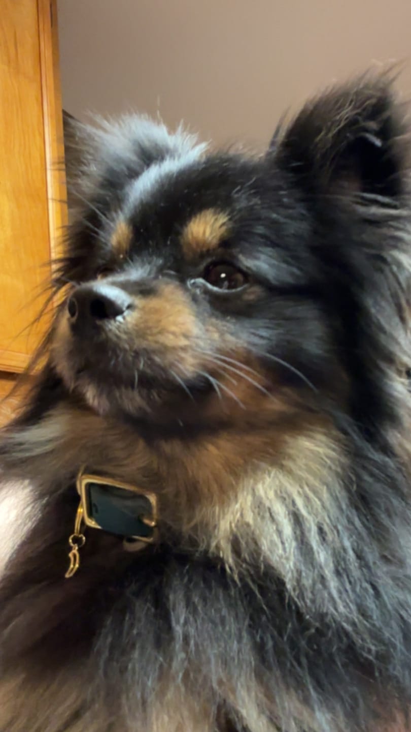 Customer photo review of Cedar - Classic Biothane Dog Collar