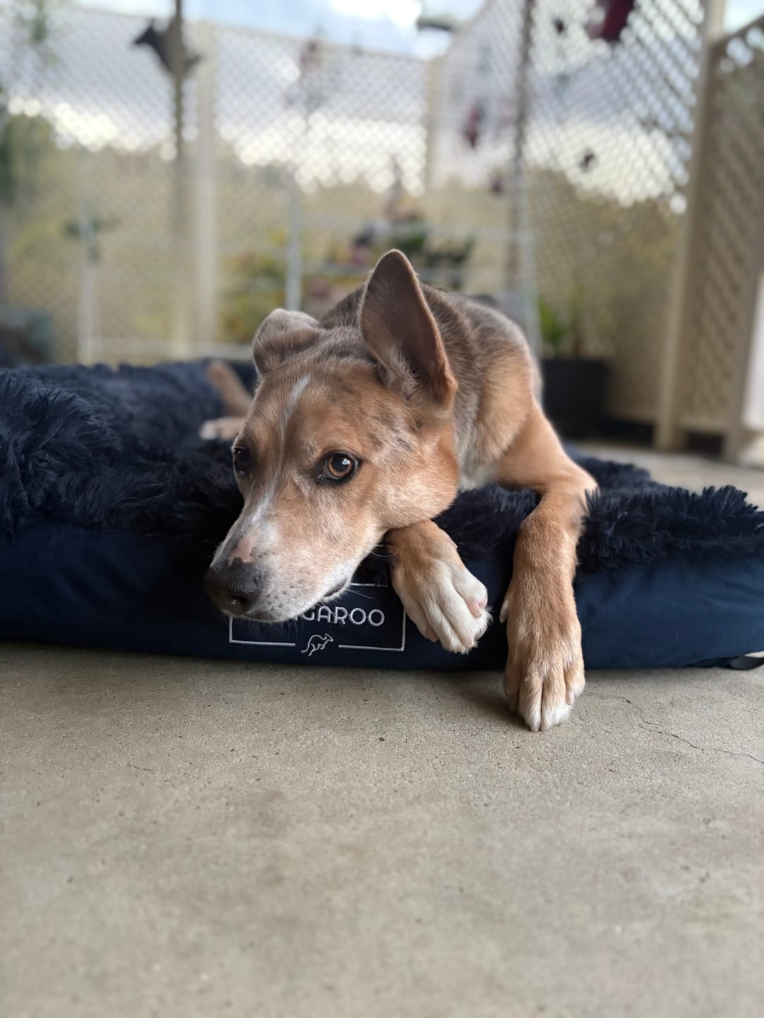 Customer photo review of Kangaroo Dog Crate Mat