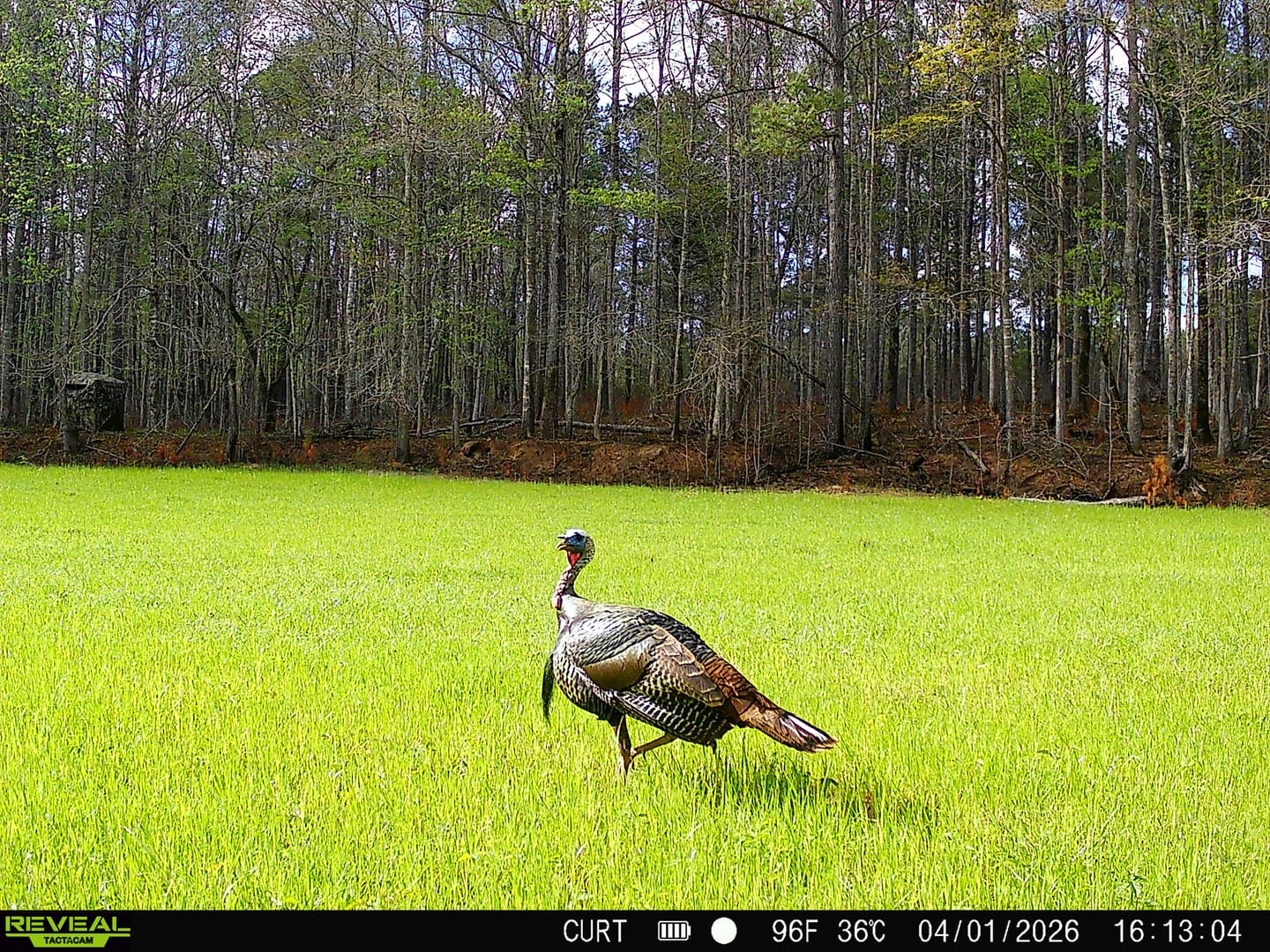 Customer photo review of Veil Whitetail Mesh-Back Logo Hunting Cap